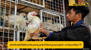 15 جنيهًا مرة واحدة.. تراجع جديد في أسعار الدواجن وسعر مفاجئ لكيلو البانيه بالمحال